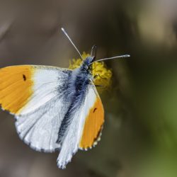 Orange Tip Butterfly (Anthocharis cardamines)