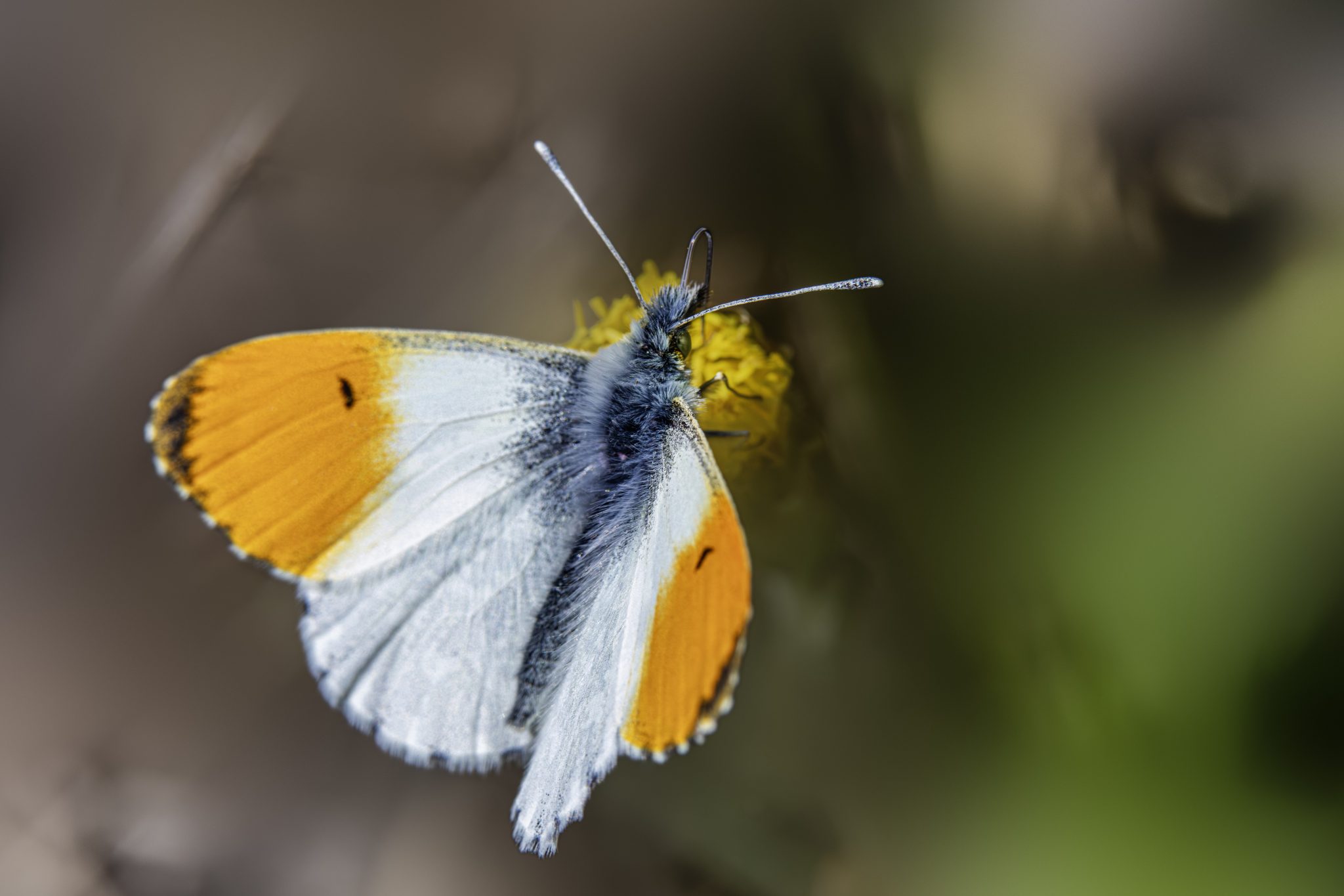 Orange Tip Butterfly (Anthocharis cardamines)