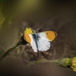 Orange Tip Butterfly (Anthocharis cardamines)