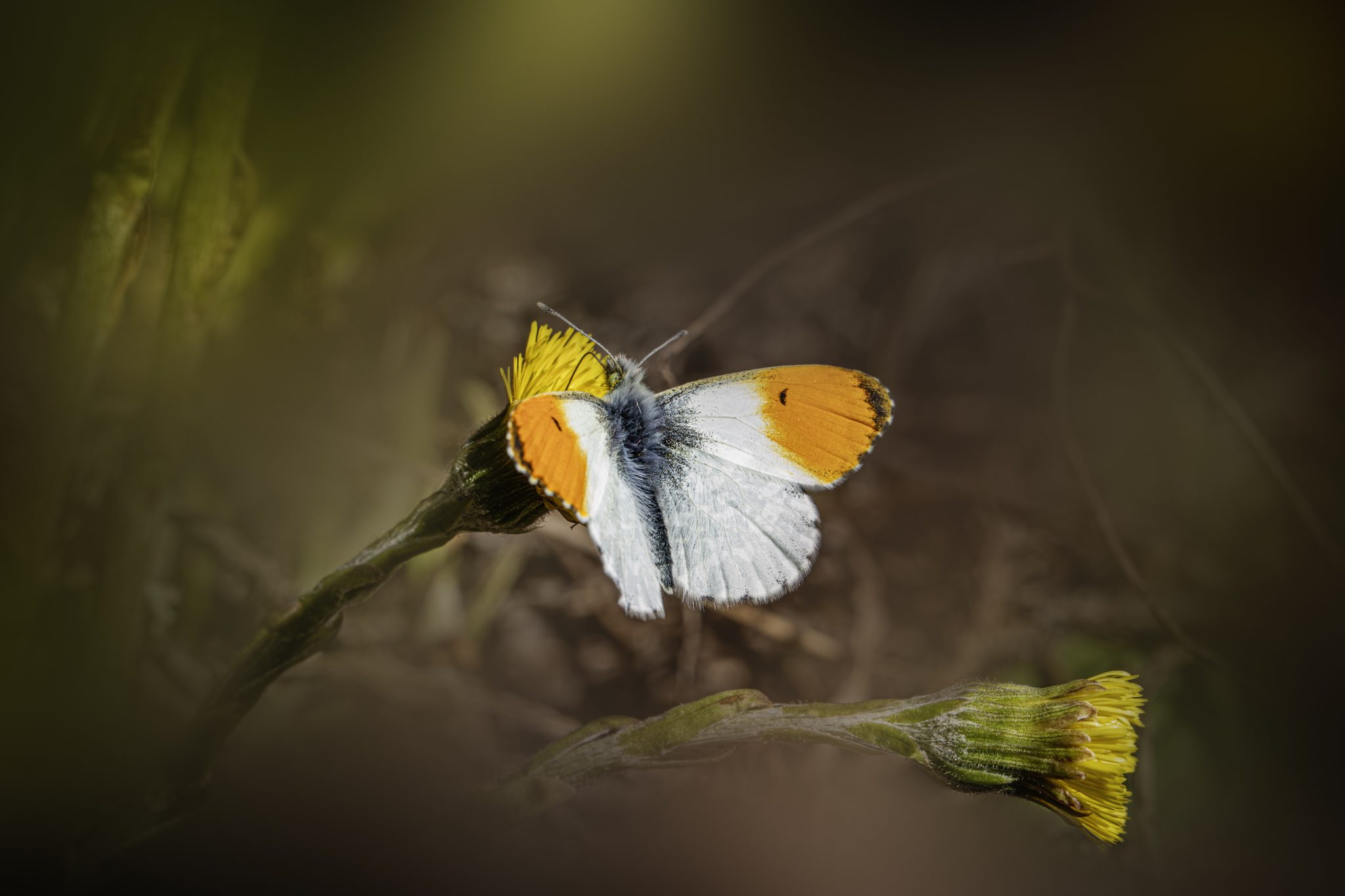 Orange Tip Butterfly (Anthocharis cardamines)
