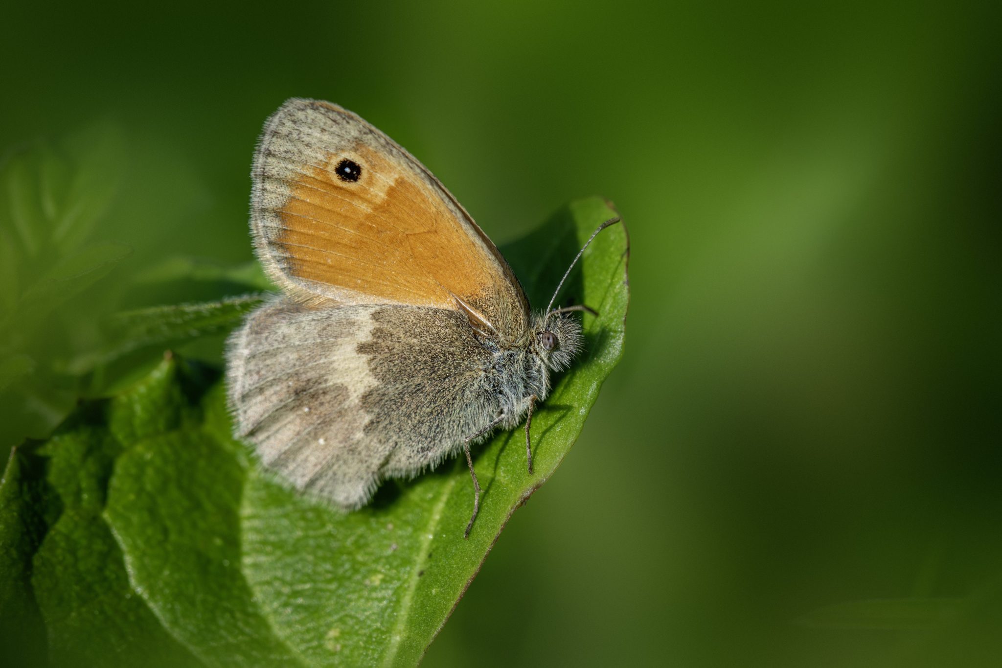 Small heath (Coenonympha pamphilus)