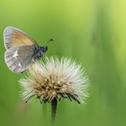 Chestnut heath (Coenonympha Glycerion)