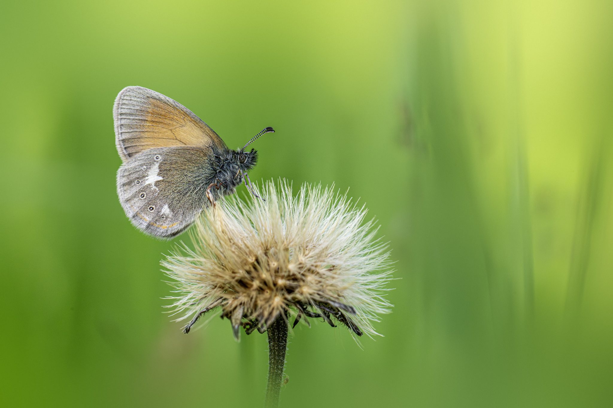 Chestnut heath (Coenonympha Glycerion)