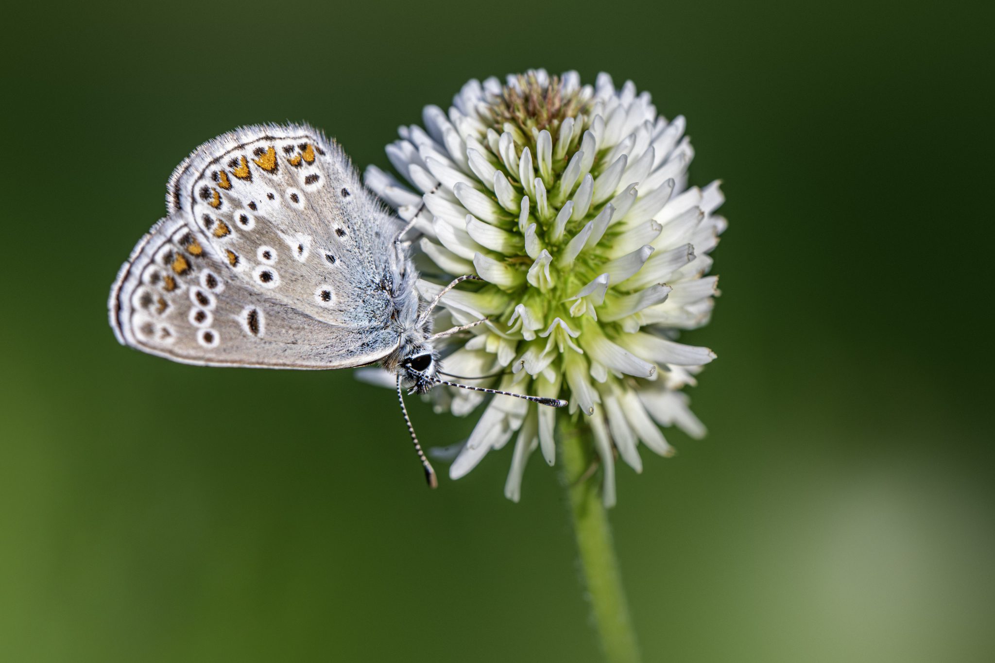 Northern brown argus (Aricia artaxerxes)