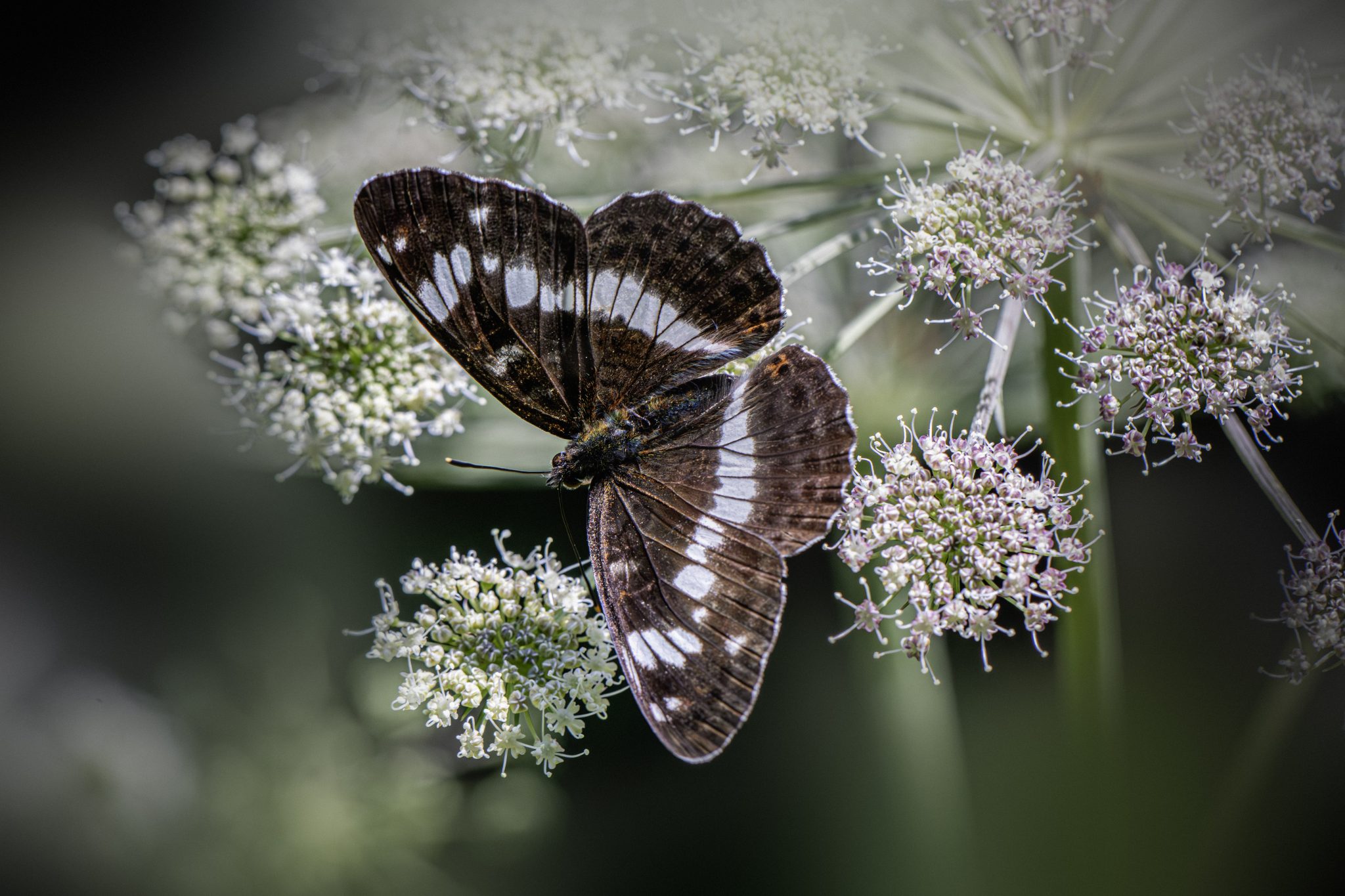 White admiral (Limenitis camilla)