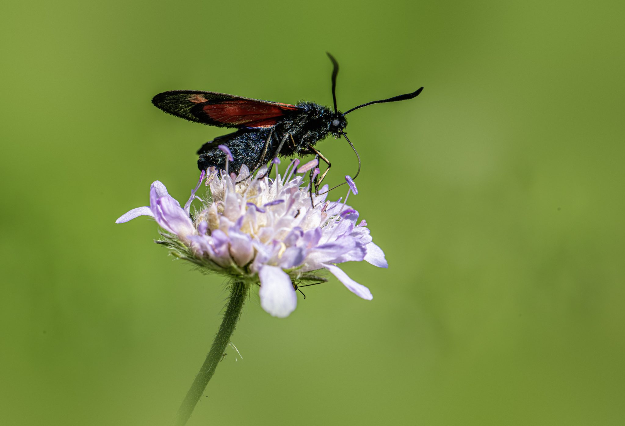 Six-spot Burnet (Zygaena filipendulae)