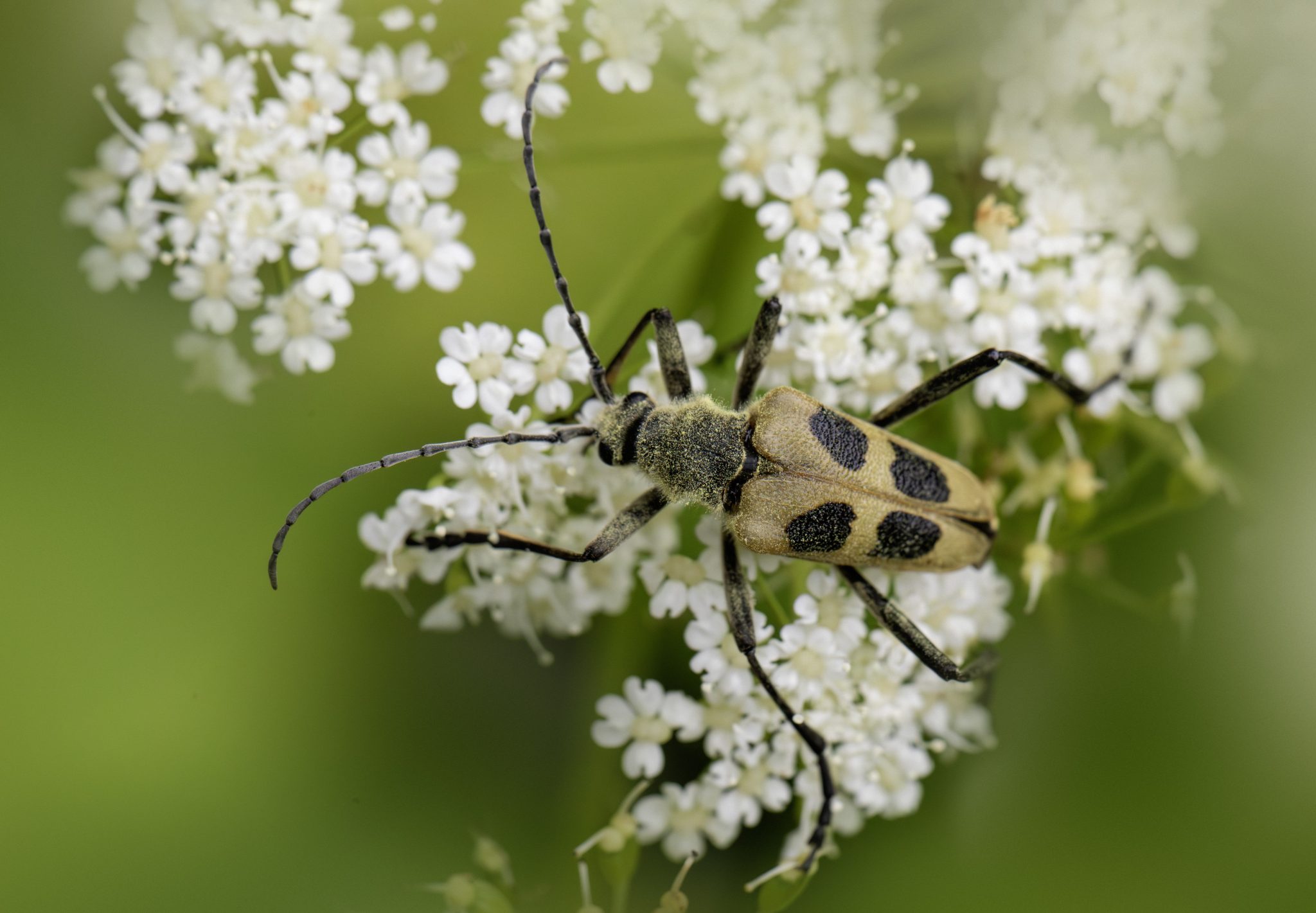 Four-spotted Longhorn Beetle (Pachyta quadrimaculata)