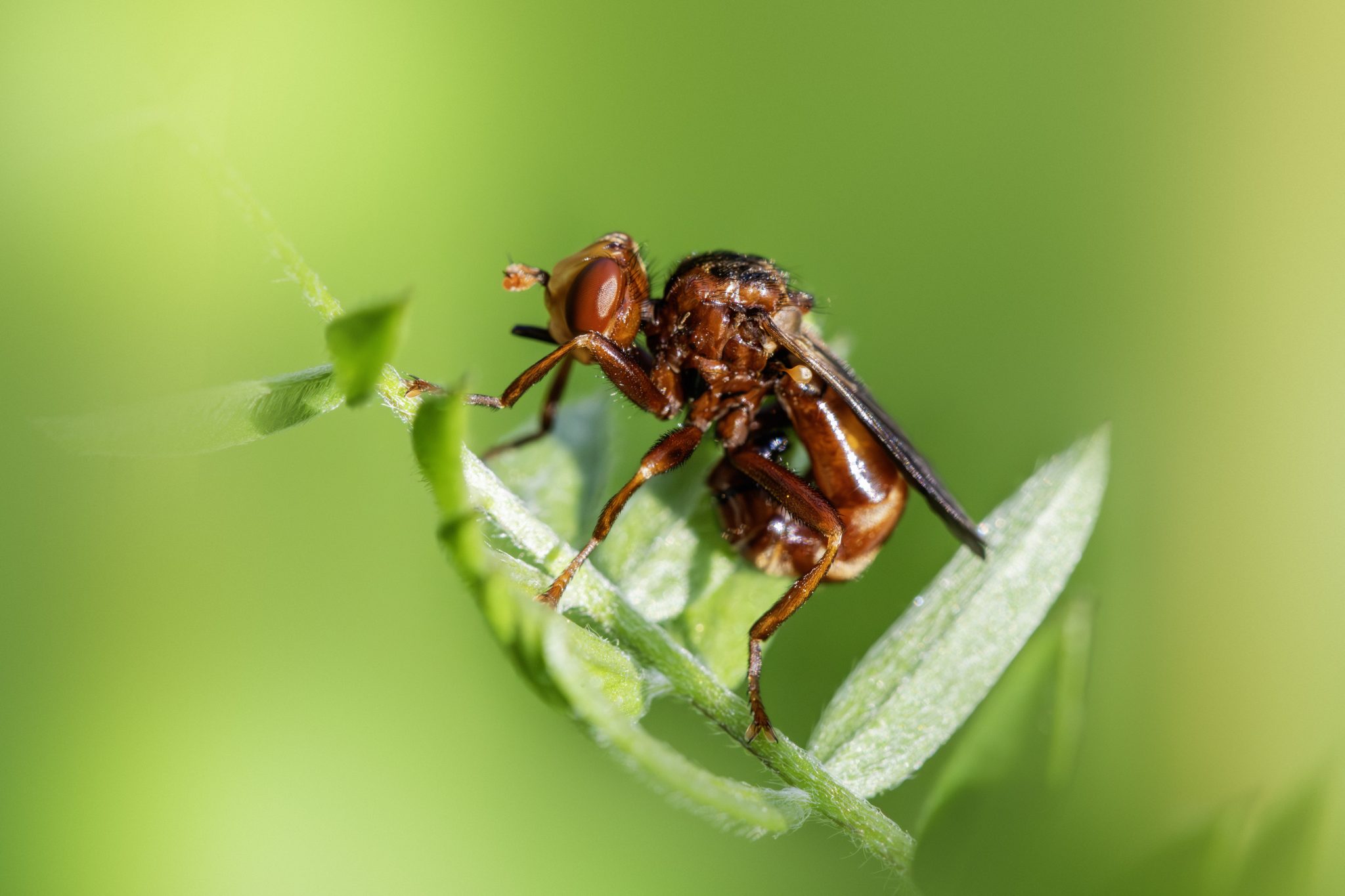Ferruginous bee-grabber (Sicus ferrugineus)