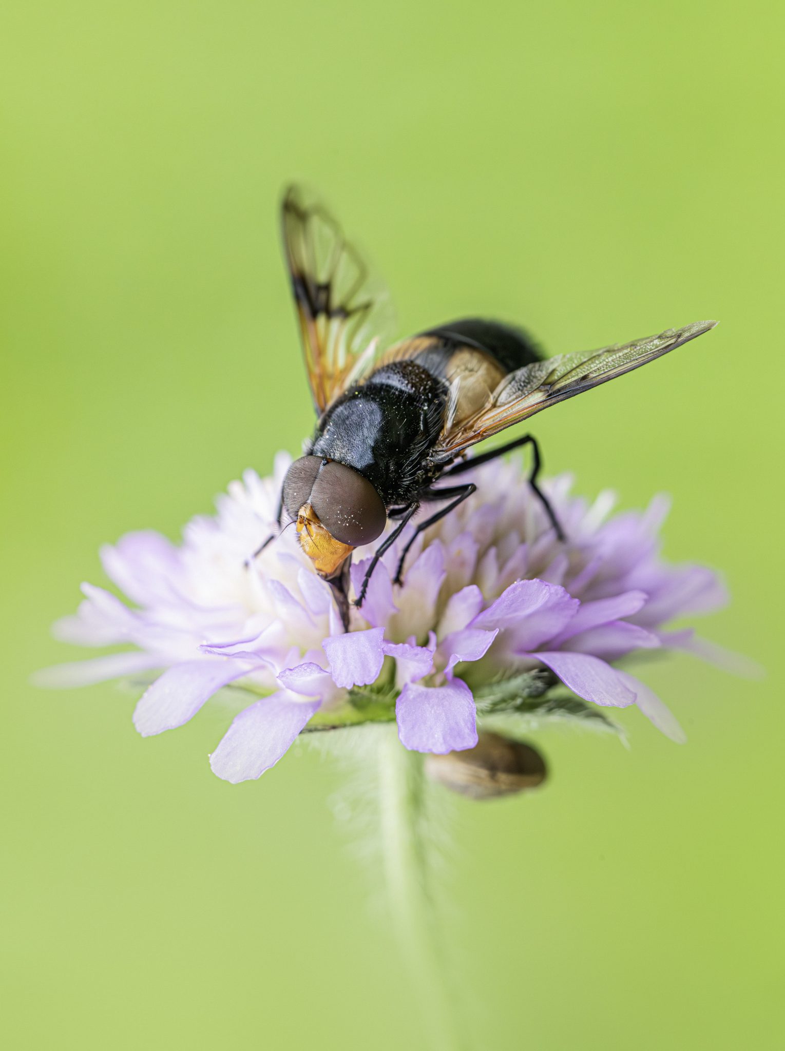 Pellucid fly (Volucella pellucens)