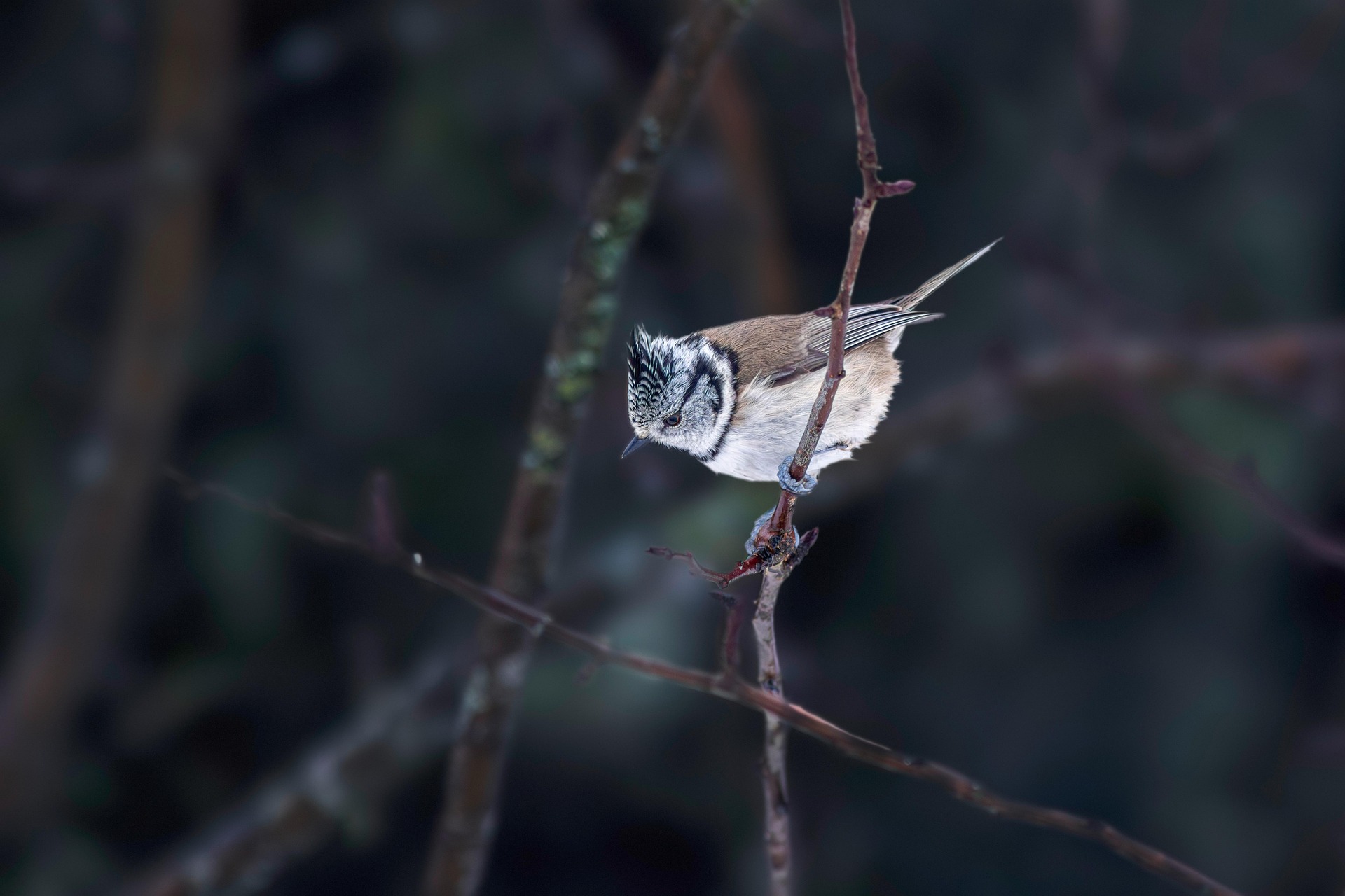European Crested Tit (Lophophanes cristatus)