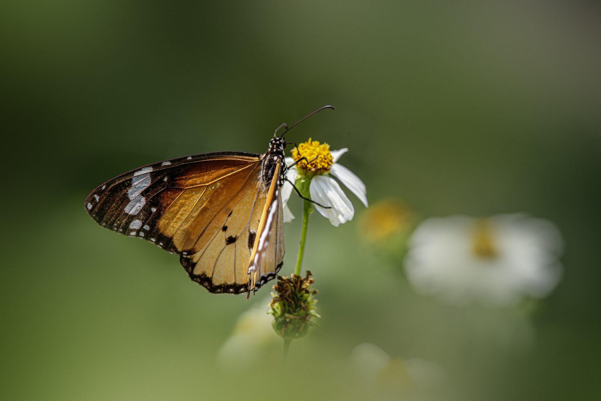Plain tiger (Danaus chrysippus)
