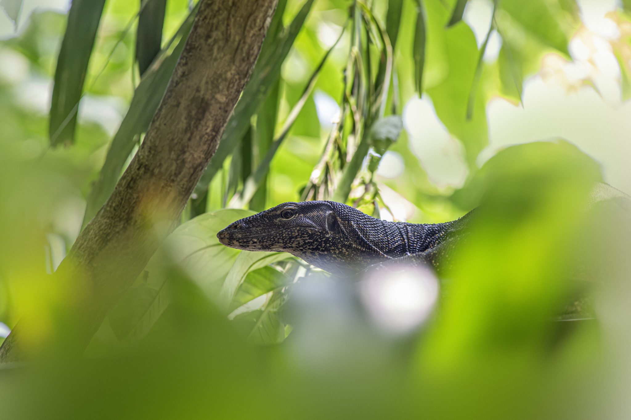 Asian Water Monitor (Varanus salvator)