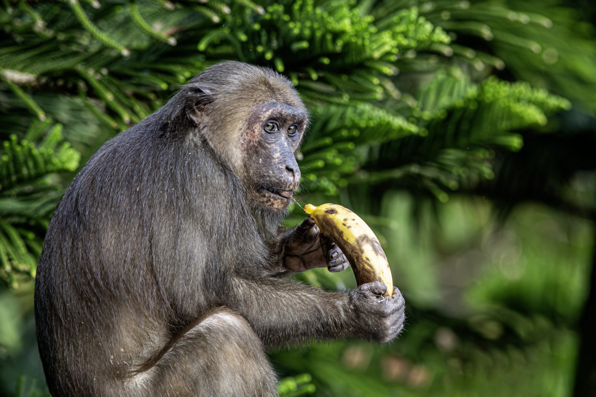 Stump-tailed macaque (Macaca arctoides)
