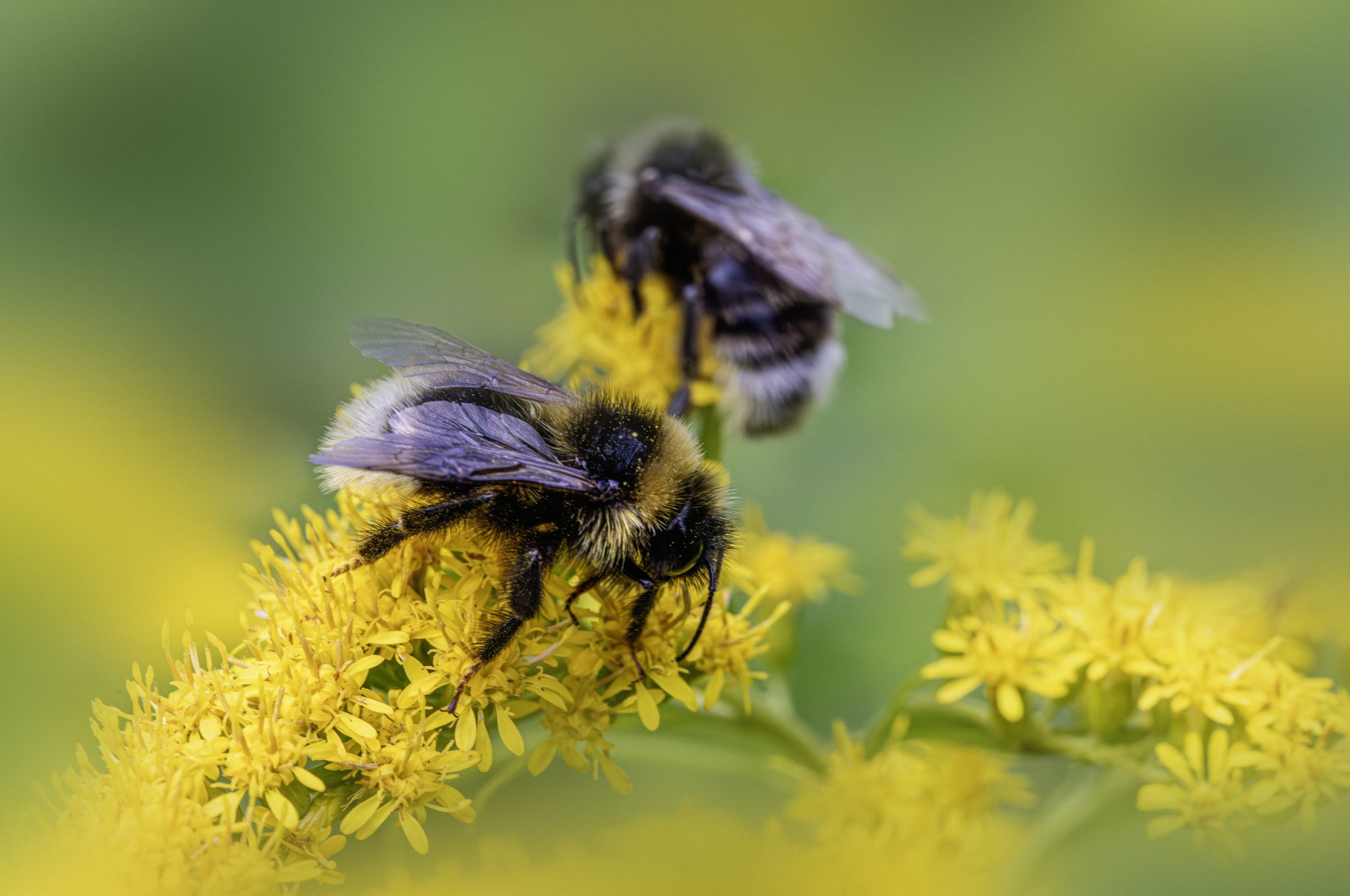 Bohemian cuckoo bumblebee (Bombus bohemicus)