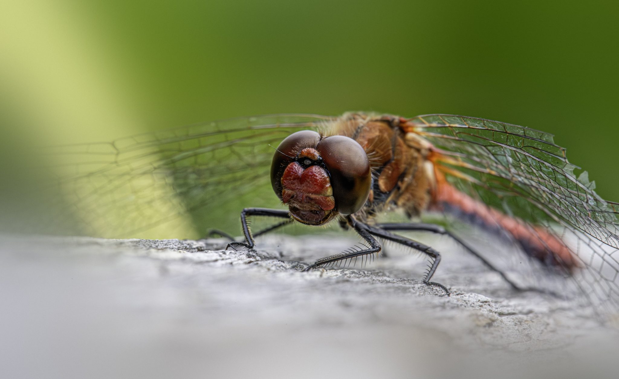 Ruddy darter (Sympetrum sanguineum)