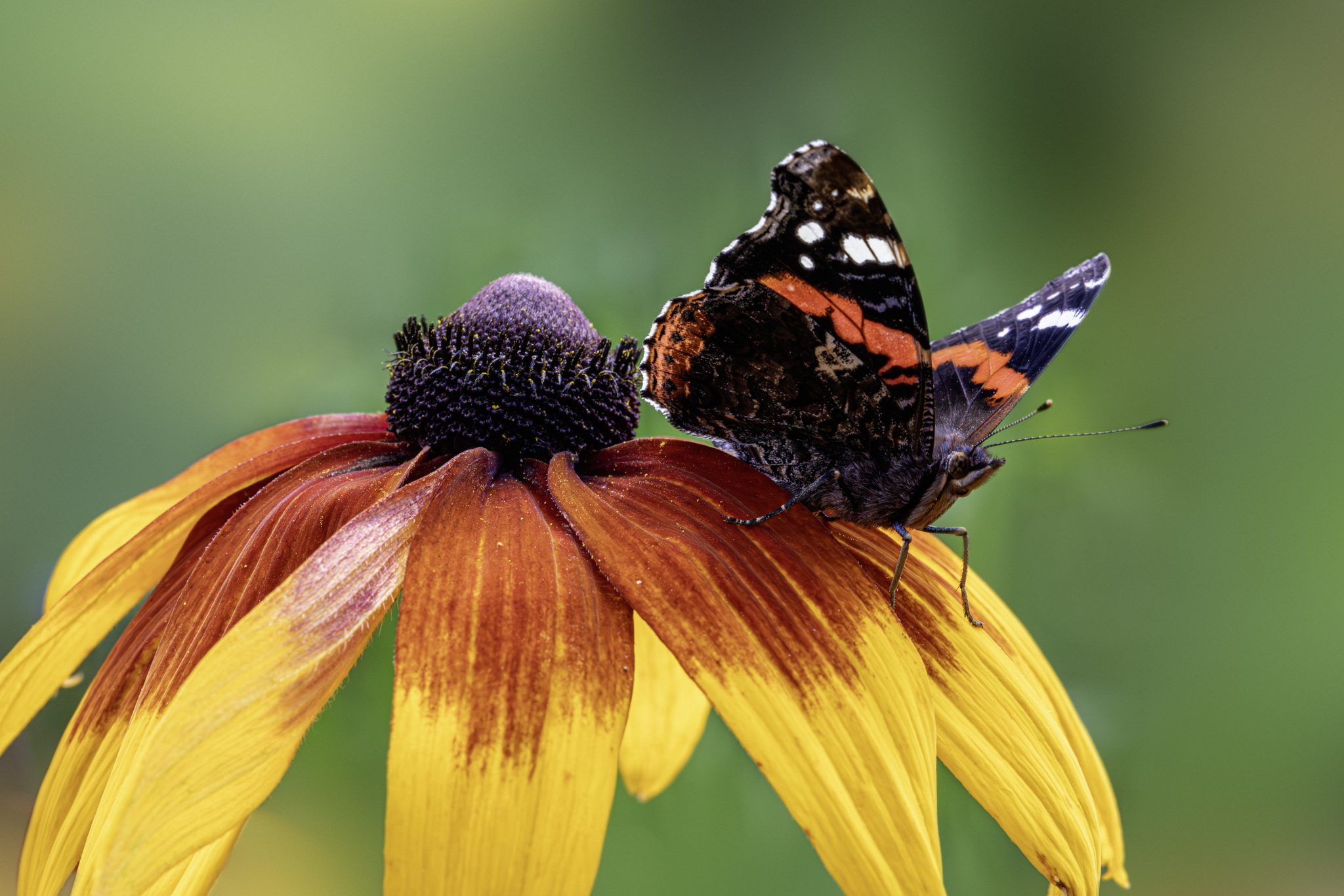 Red admiral (Vanessa atlanta)