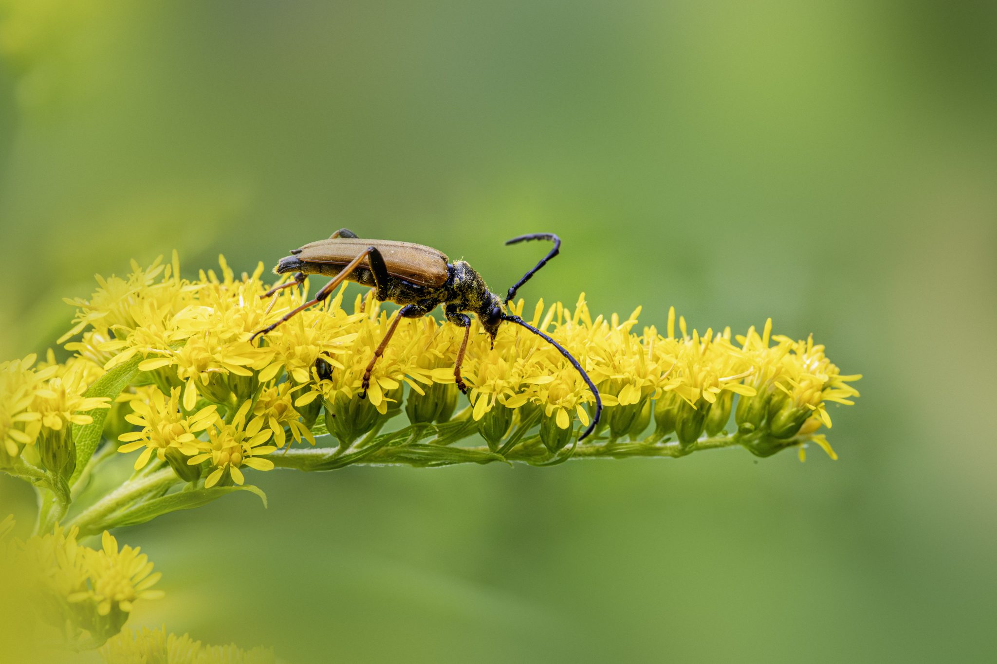 Red-Brown Longhorn Beetle (Stictoleptura rubra)