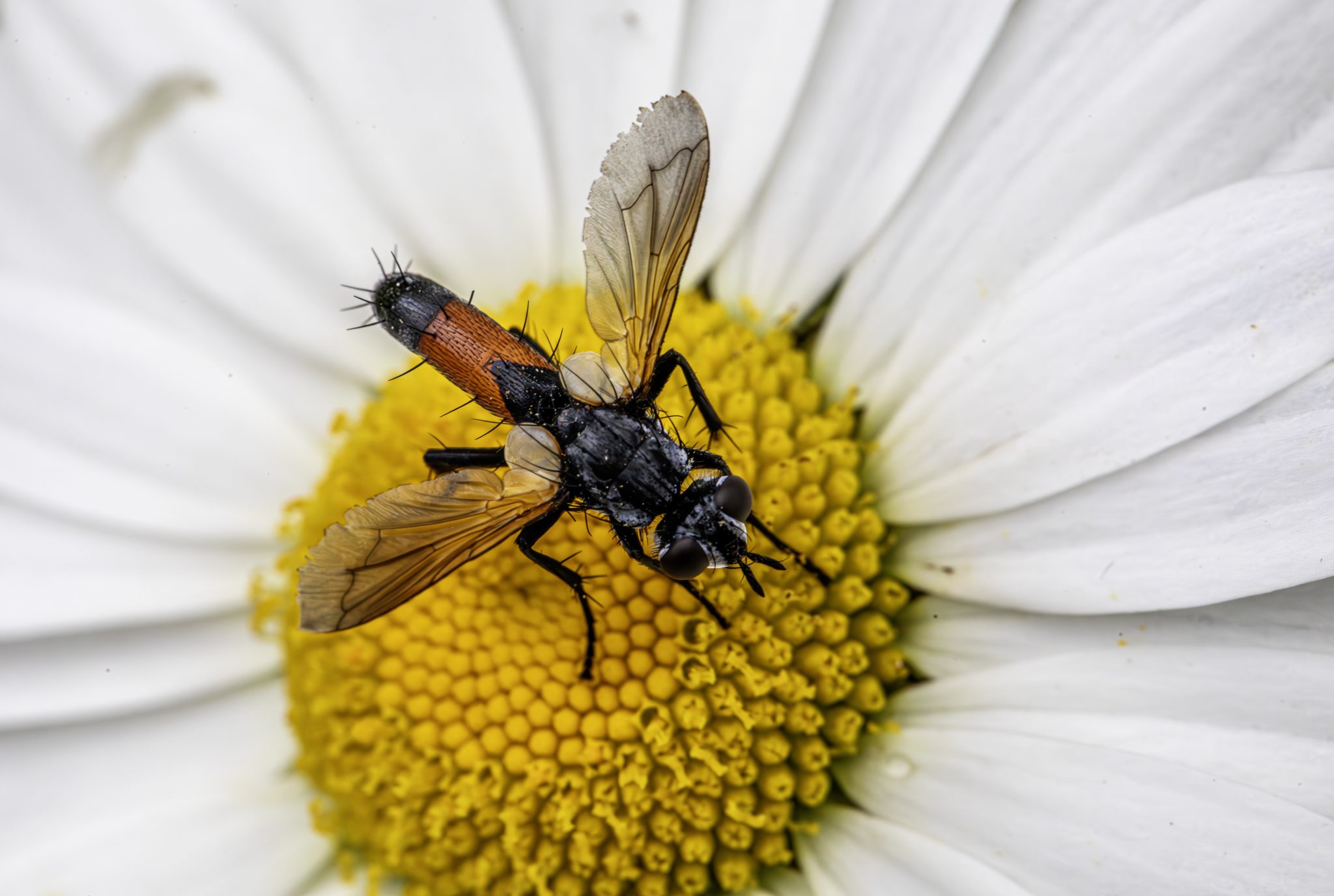 Red-sided Tachinid (Eriothrix rufomaculatos)