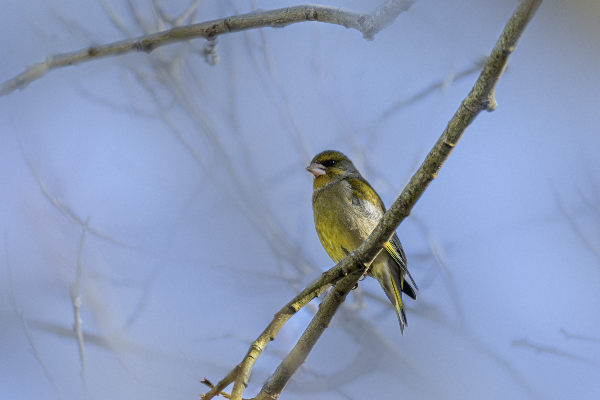 European greenfinch (Chloris chloris)