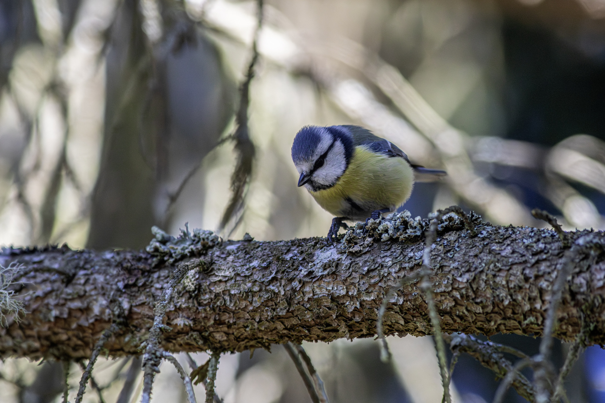 Eurasian Blue tit (Cyanistes caeruleus)
