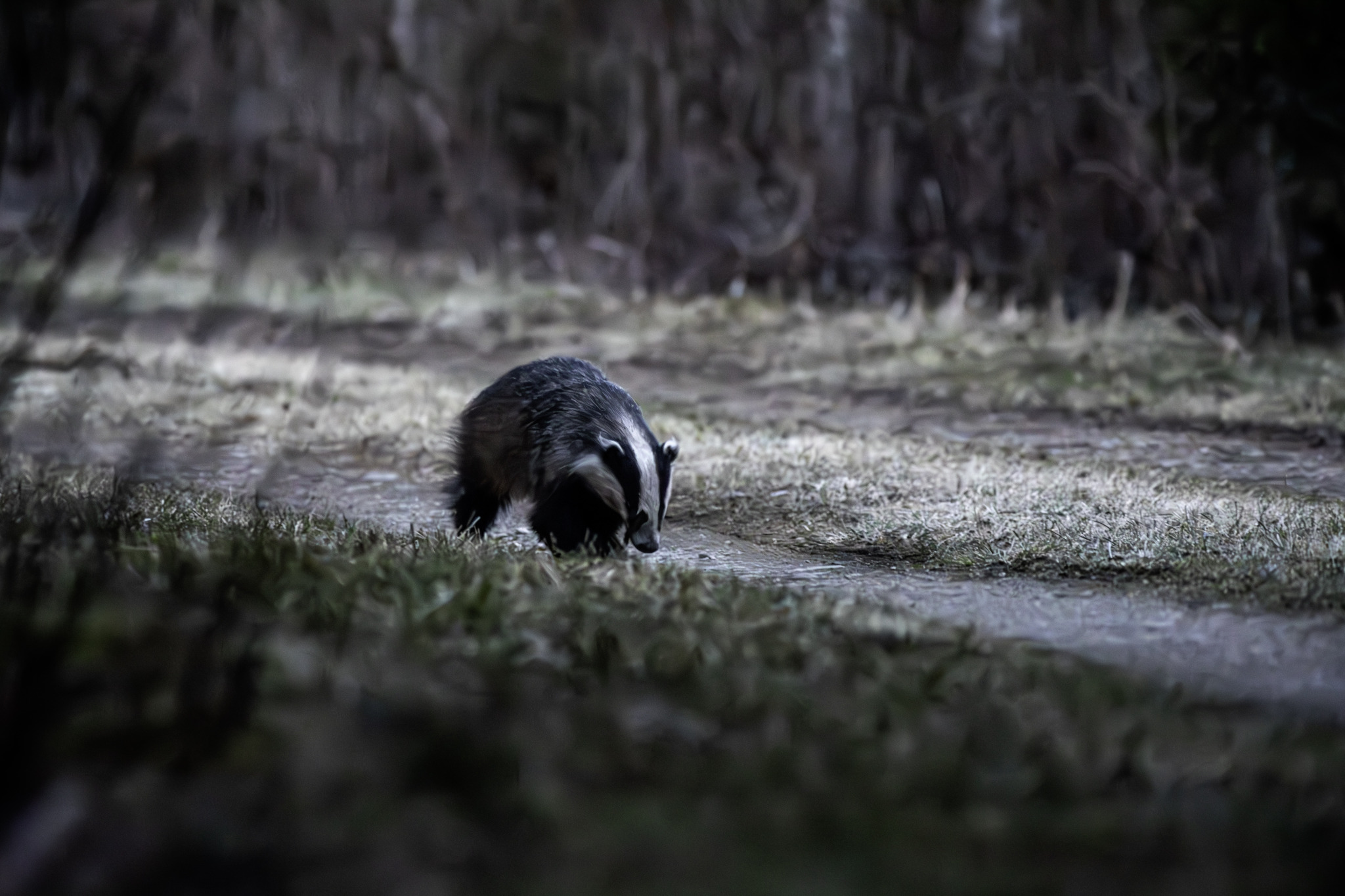 European badger (Meles meles)