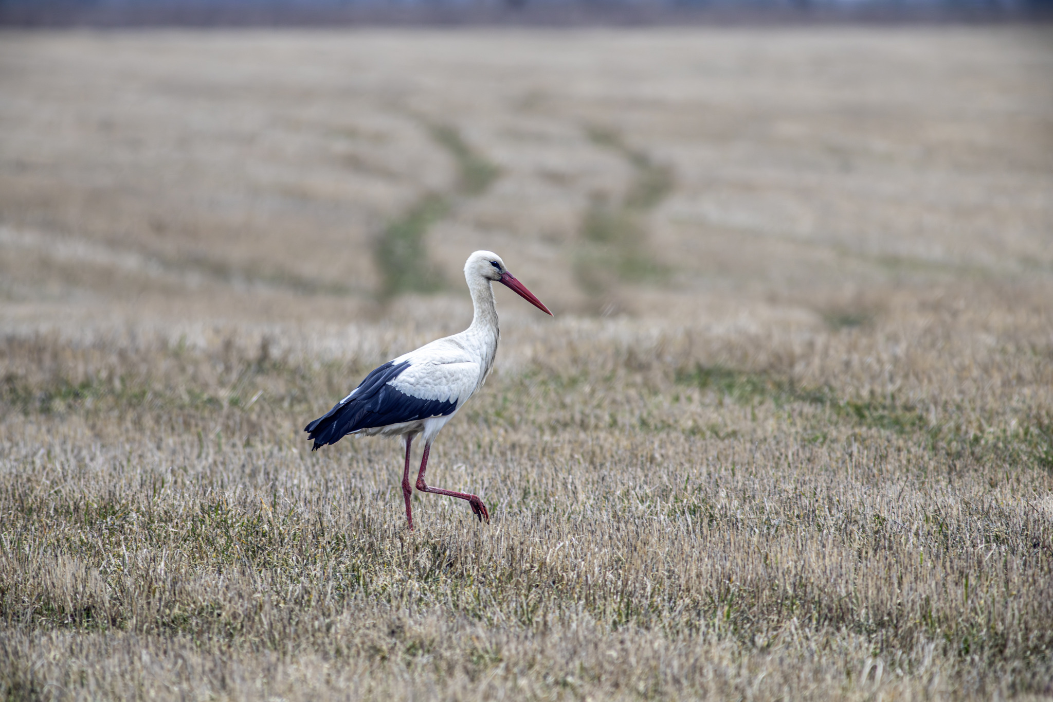 White Stork (Ciconia ciconia)