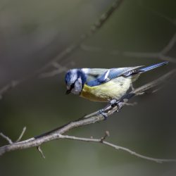Eurasian Blue tit (Cyanistes caeruleus)