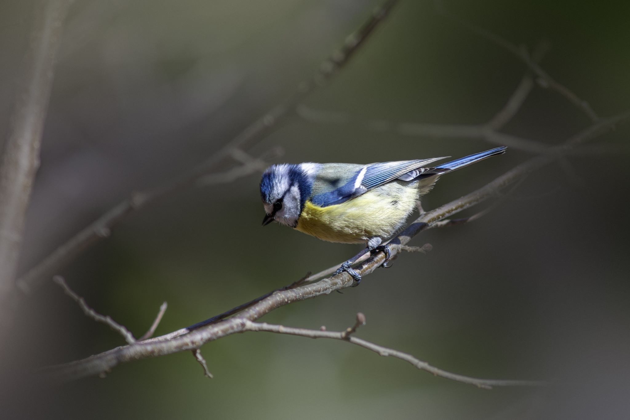 Eurasian Blue tit (Cyanistes caeruleus)