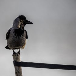 Hooded Crow (Corvus cornix)