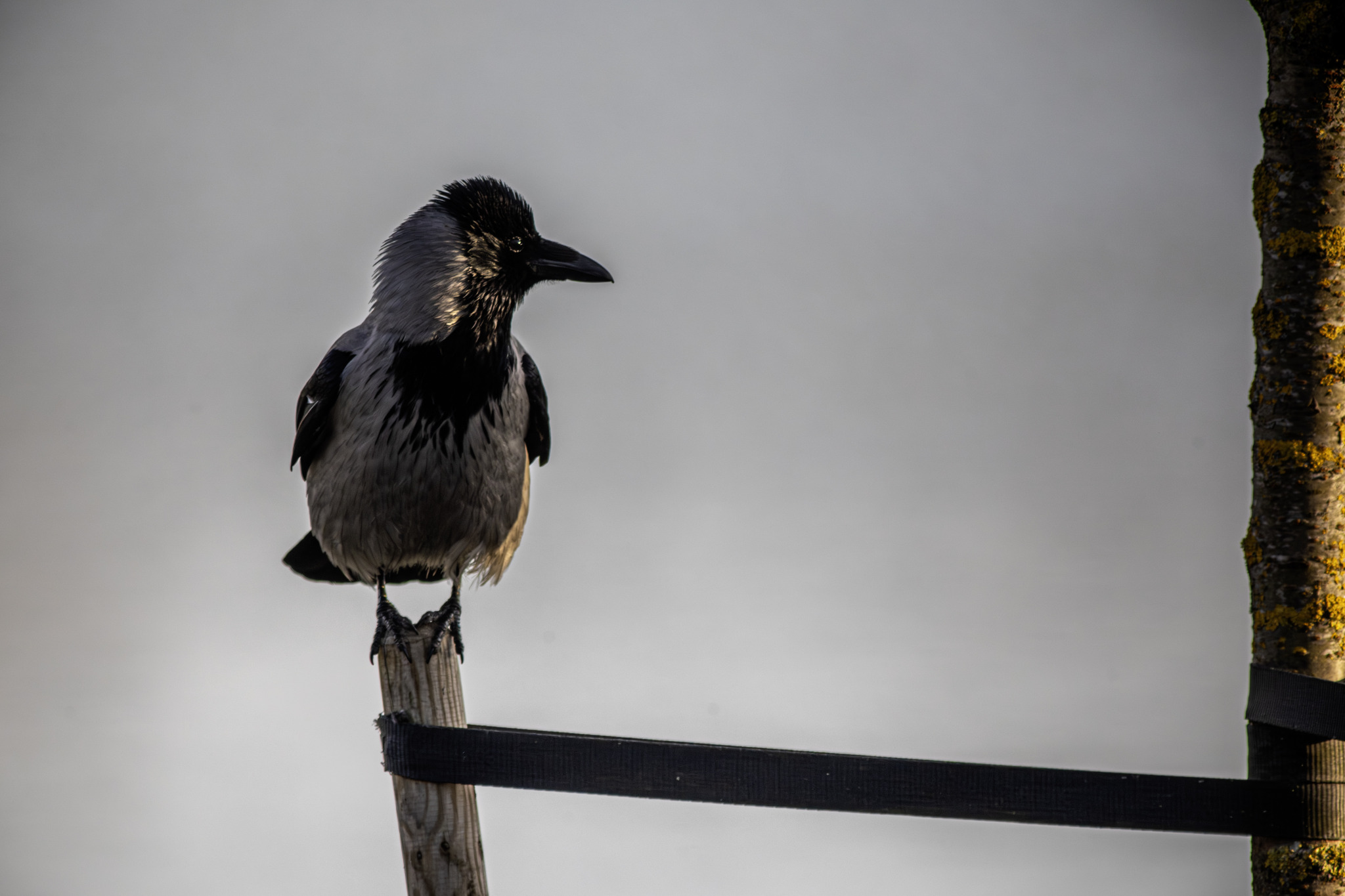Hooded Crow (Corvus cornix)