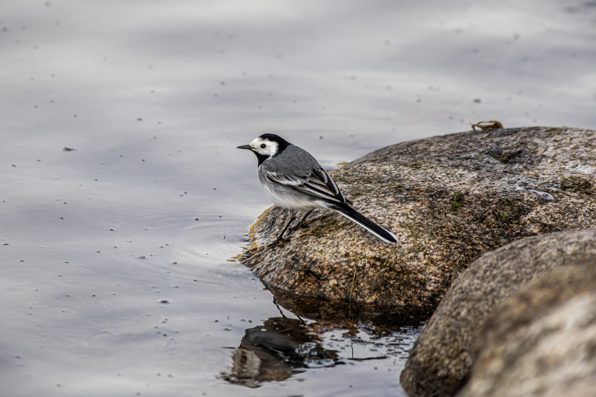 White Wagtail (Motacilla alba)