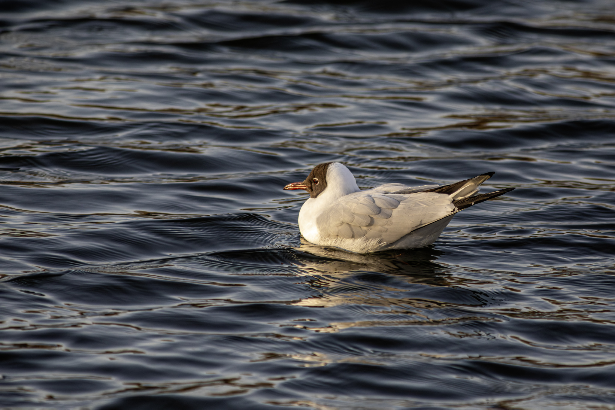 Black-headed gull (Larus ridibundus)