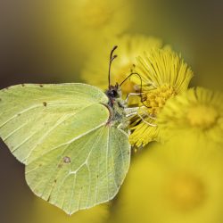 Common Brimstone (Gonepteryx rhamni)