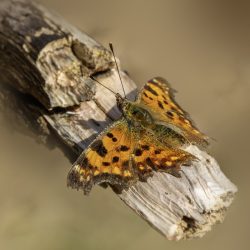 Comma butterfly (Polygonia c-album)