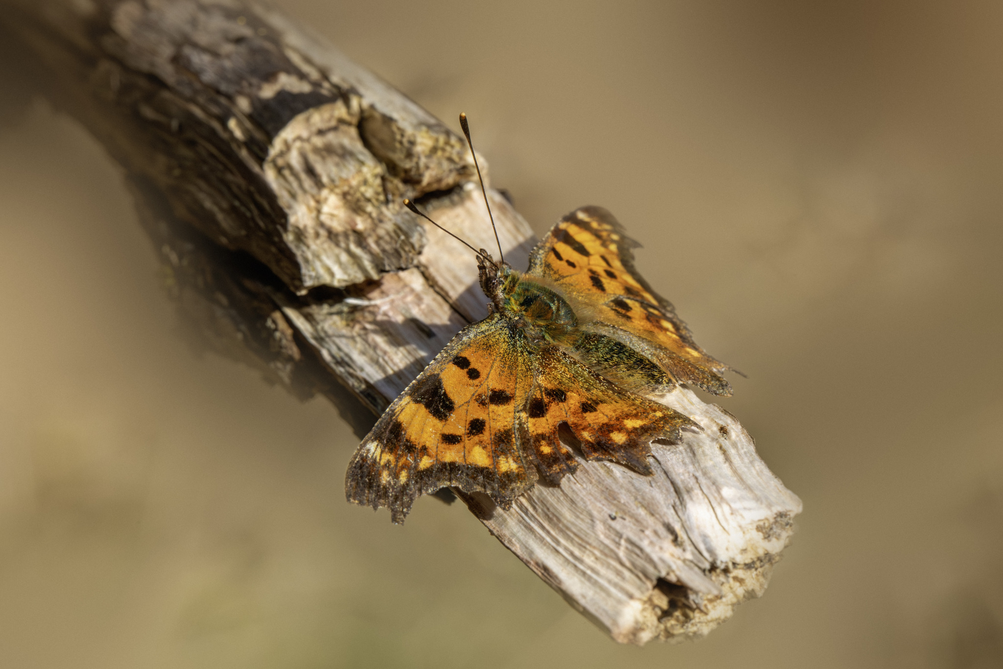 Comma butterfly (Polygonia c-album)