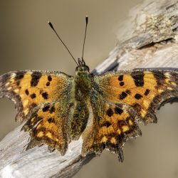 Comma butterfly (Polygonia c-album)