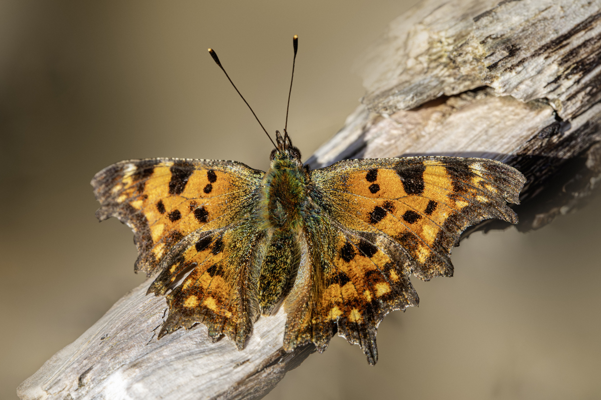 Comma butterfly (Polygonia c-album)