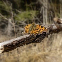 Comma butterfly (Polygonia c-album)