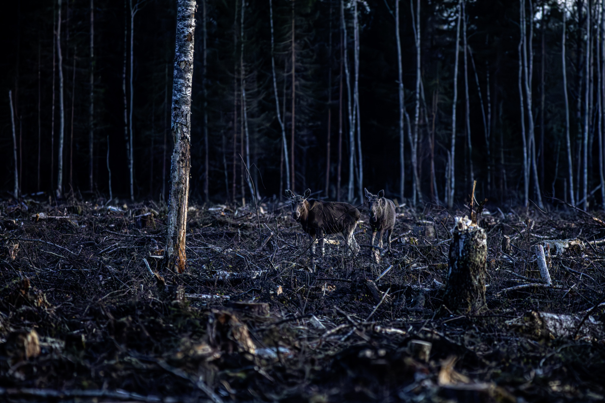 Eurasian elk (Alces alces)