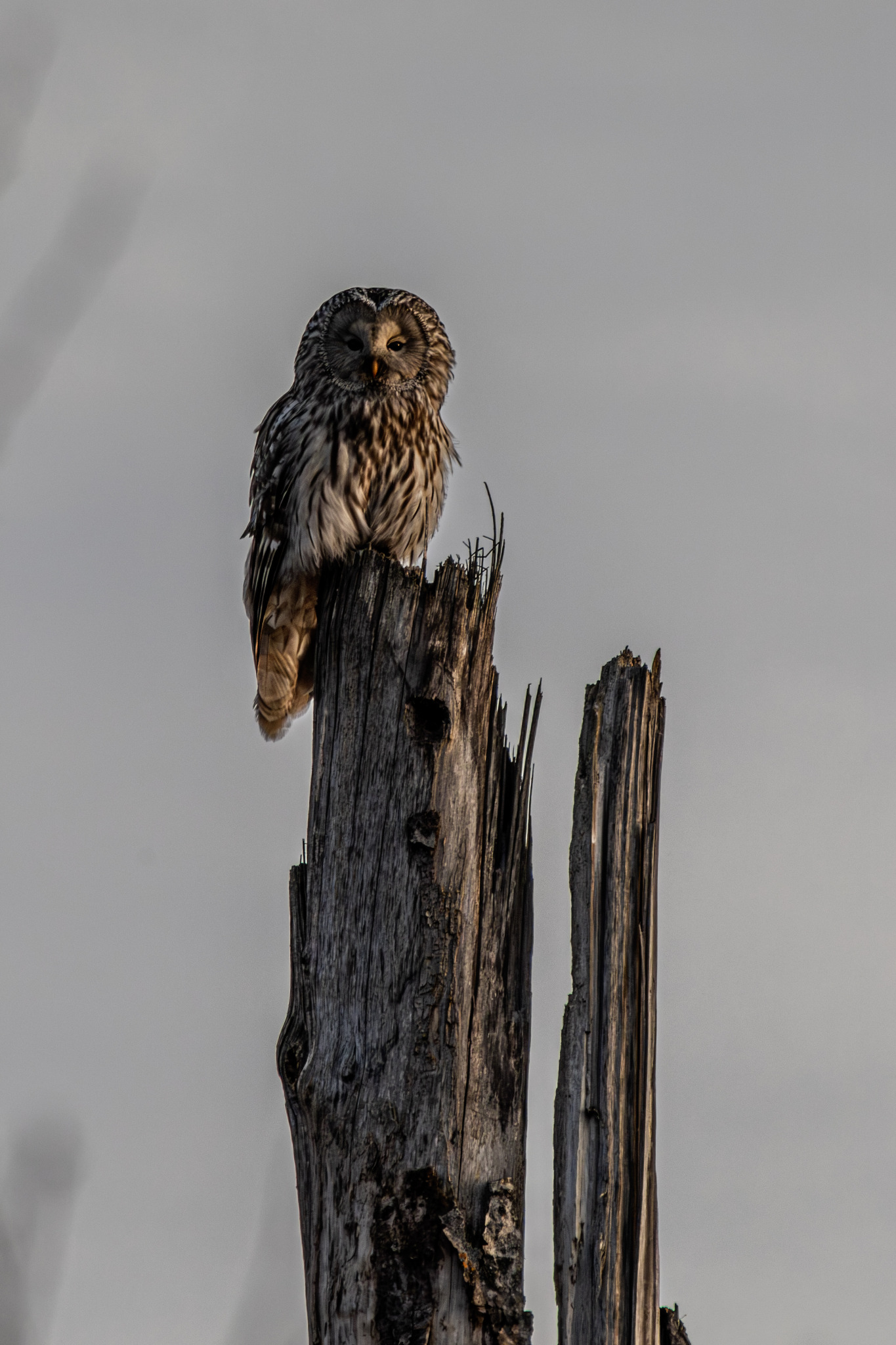 Ural Owl (Strix uralensis)