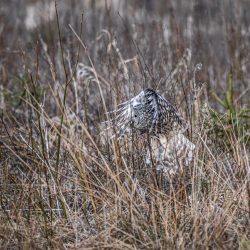 Ural Owl (Strix uralensis)