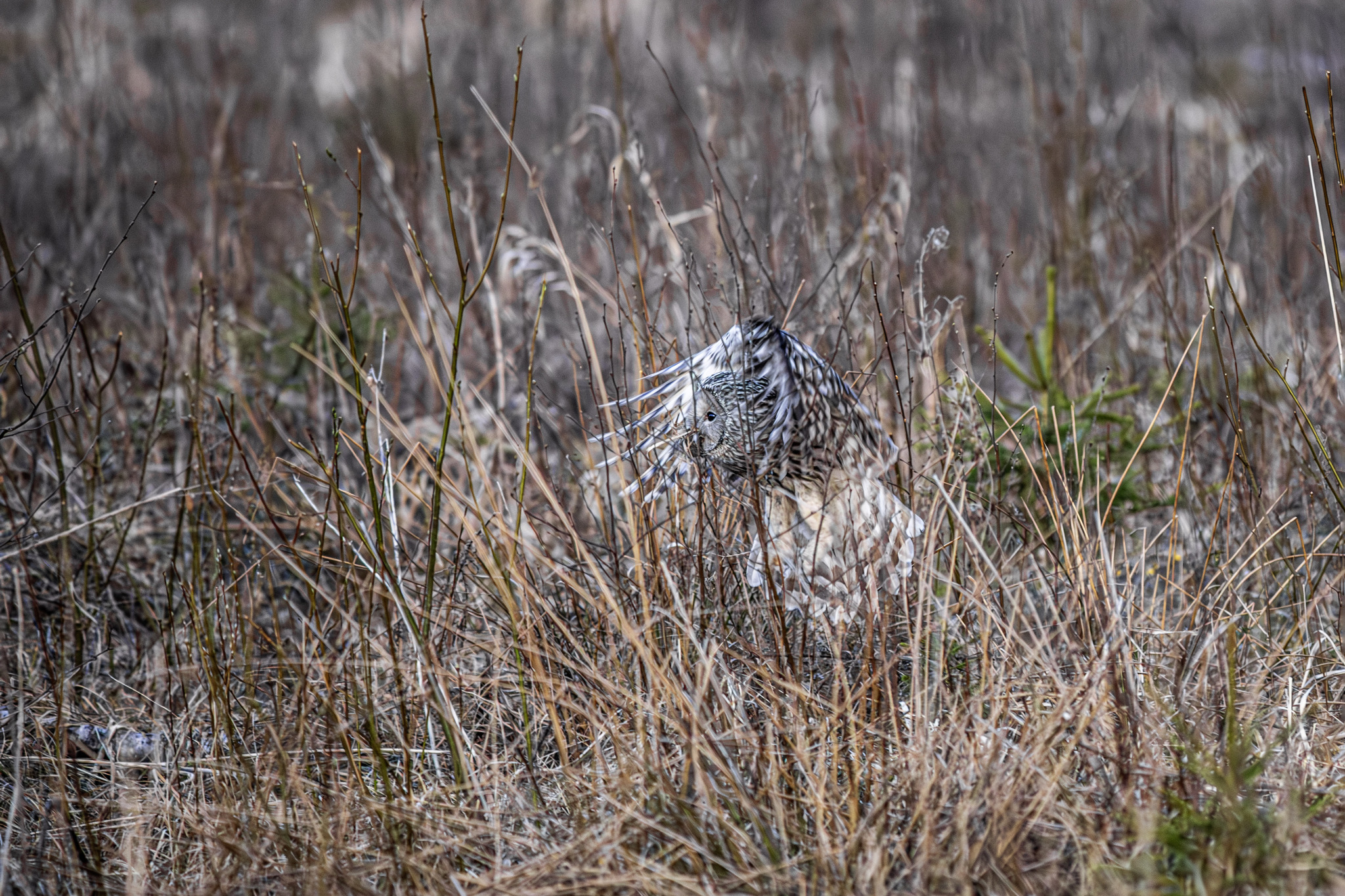Ural Owl (Strix uralensis)