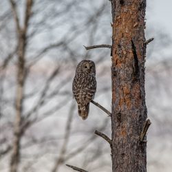 Ural Owl (Strix uralensis)