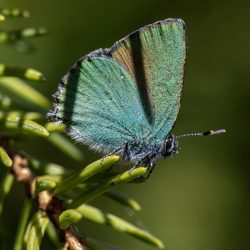 Green hairstreak (callophrys rubi)