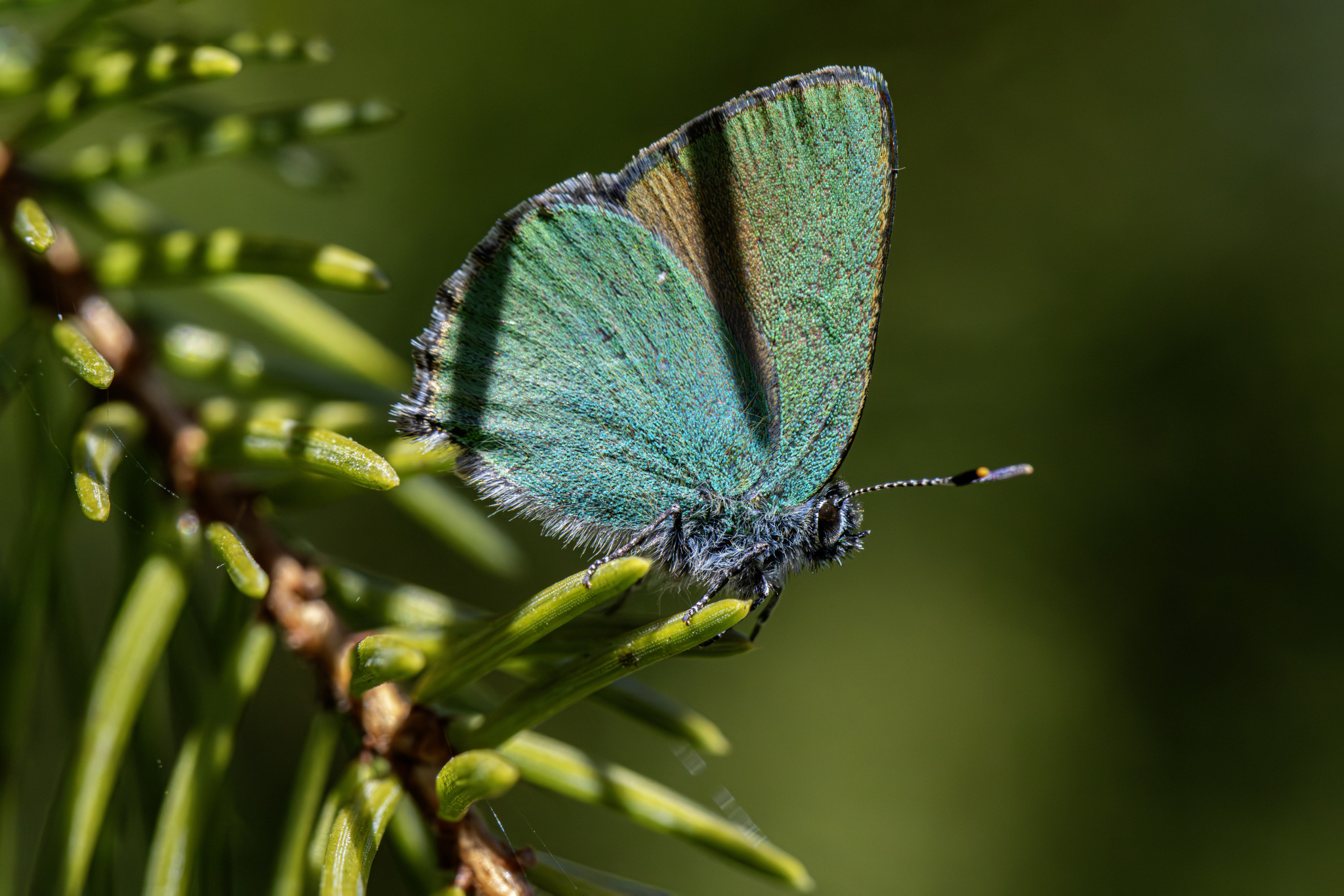 Green hairstreak (callophrys rubi)