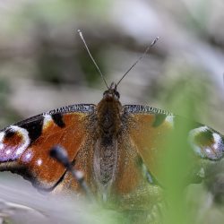 European peacock (Inachis io)