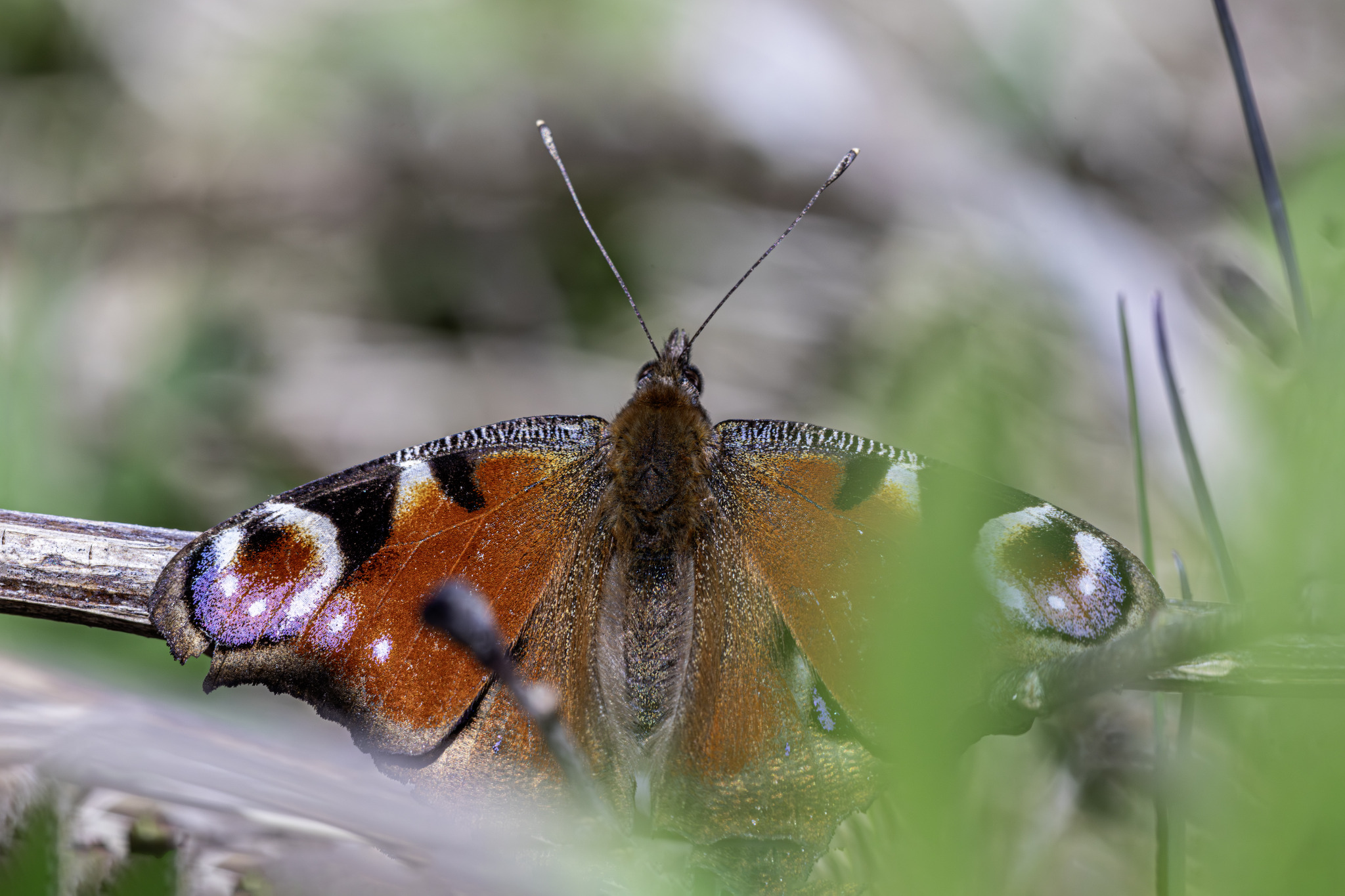 European peacock (Inachis io)