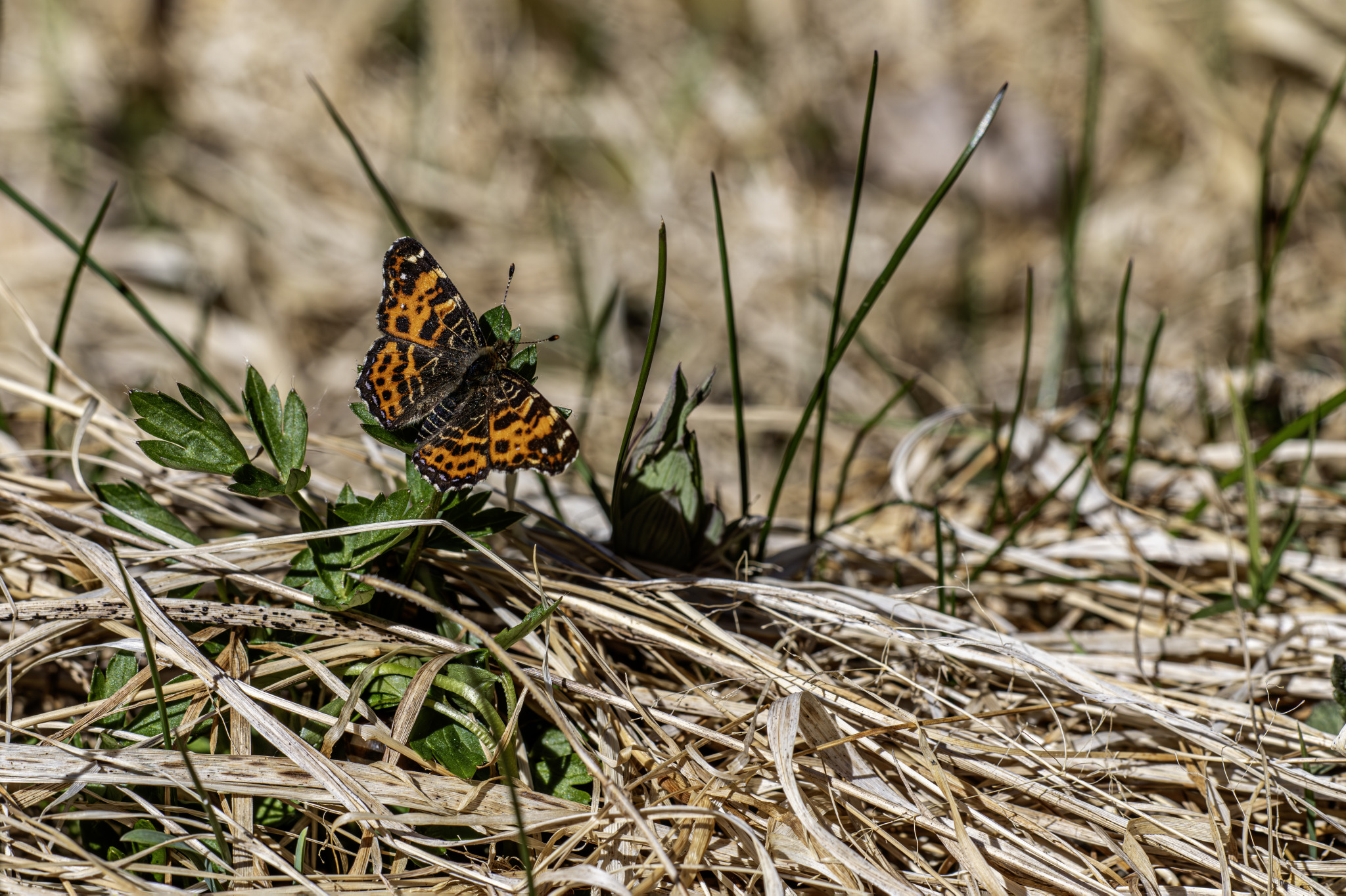 Map butterfly (Araschnia levana)