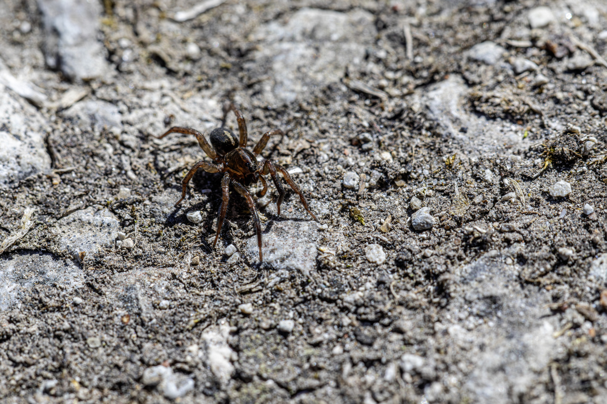 Ground Wolf Spider (Trochosa terricola)