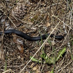 Grass snake (Natrix natrix)